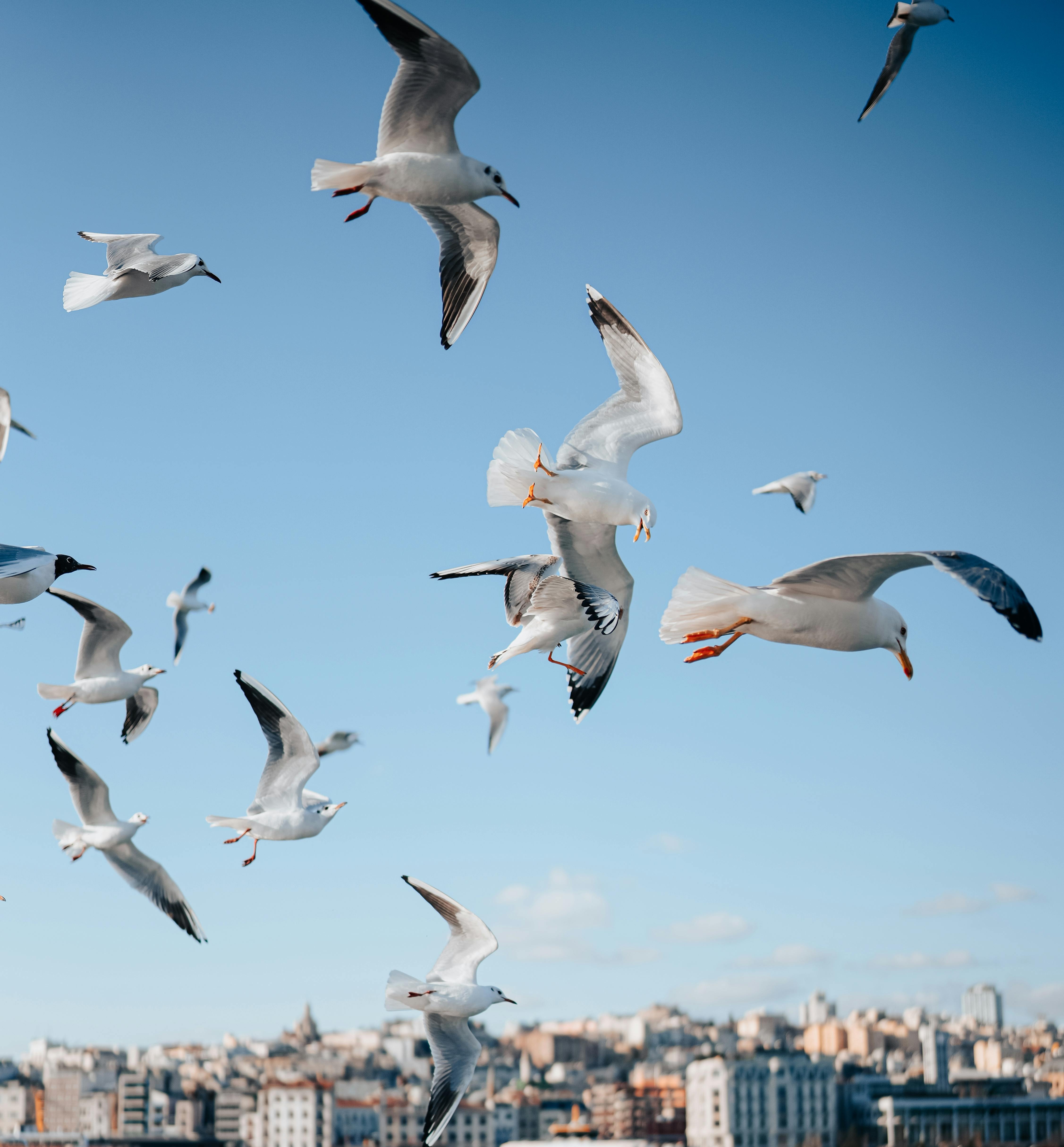 Journey to Joy - Seagulls flying