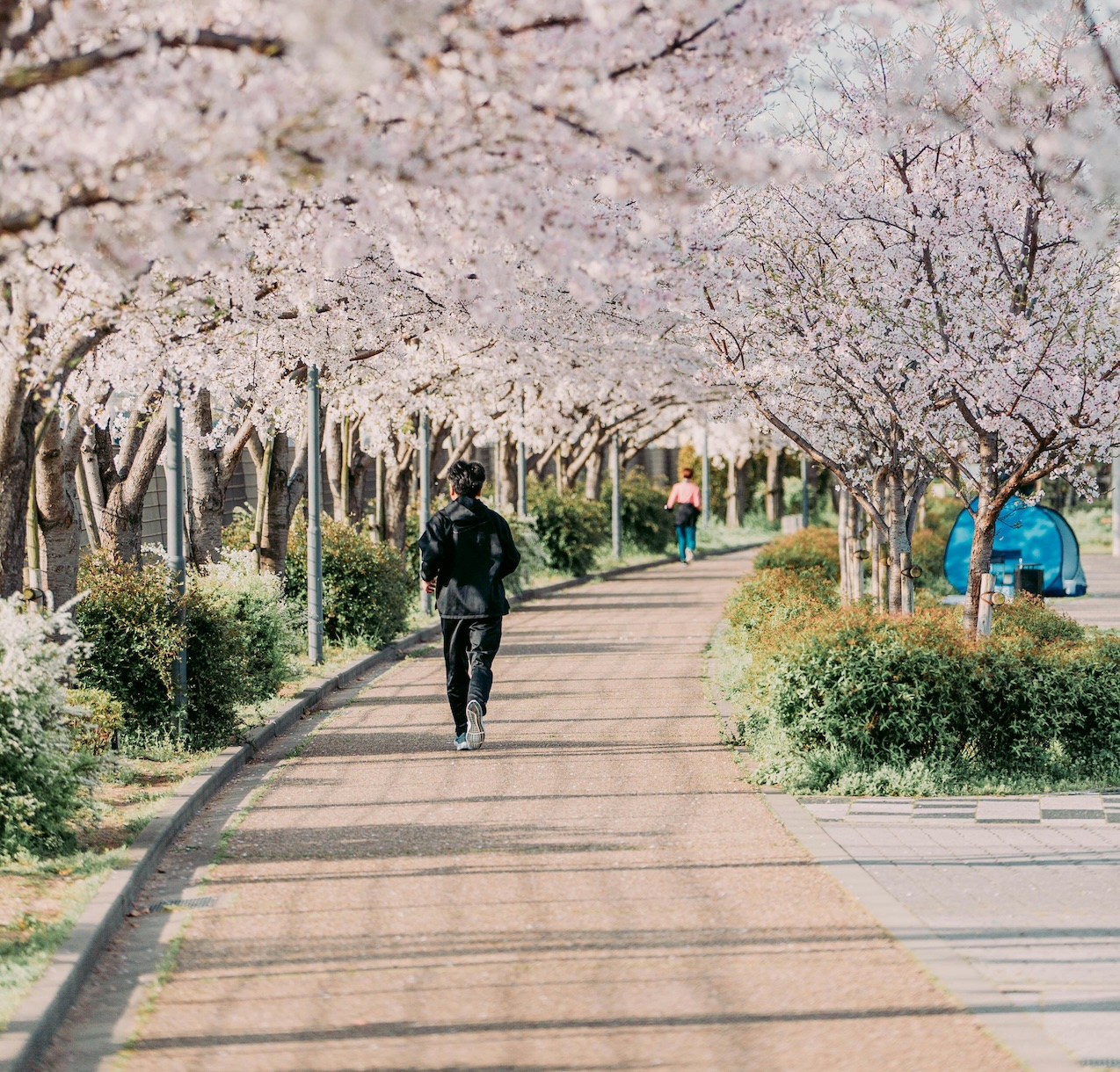 Path & Purpose - Cherry blossom path