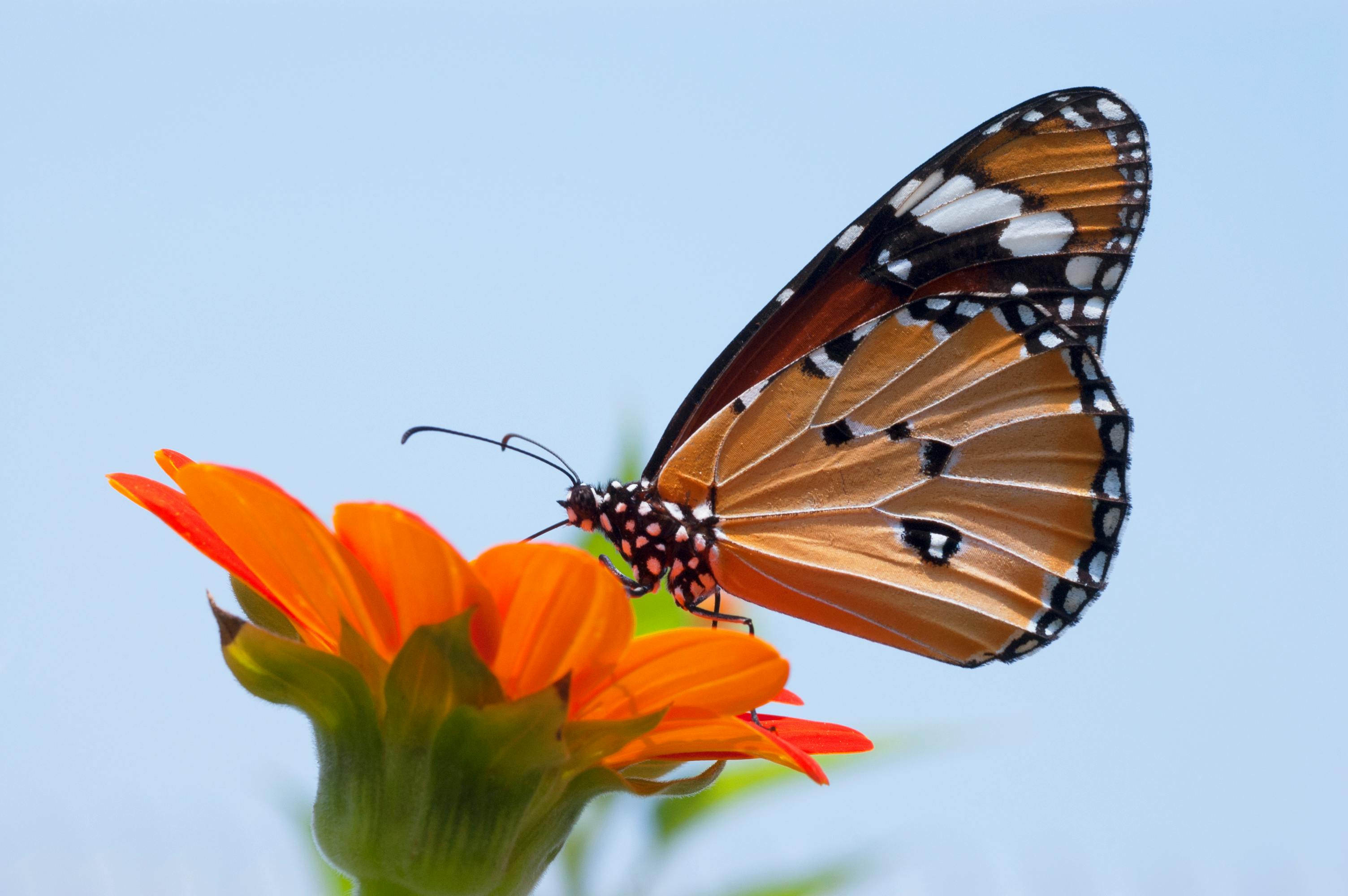 Life Transitions - Butterfly on flower