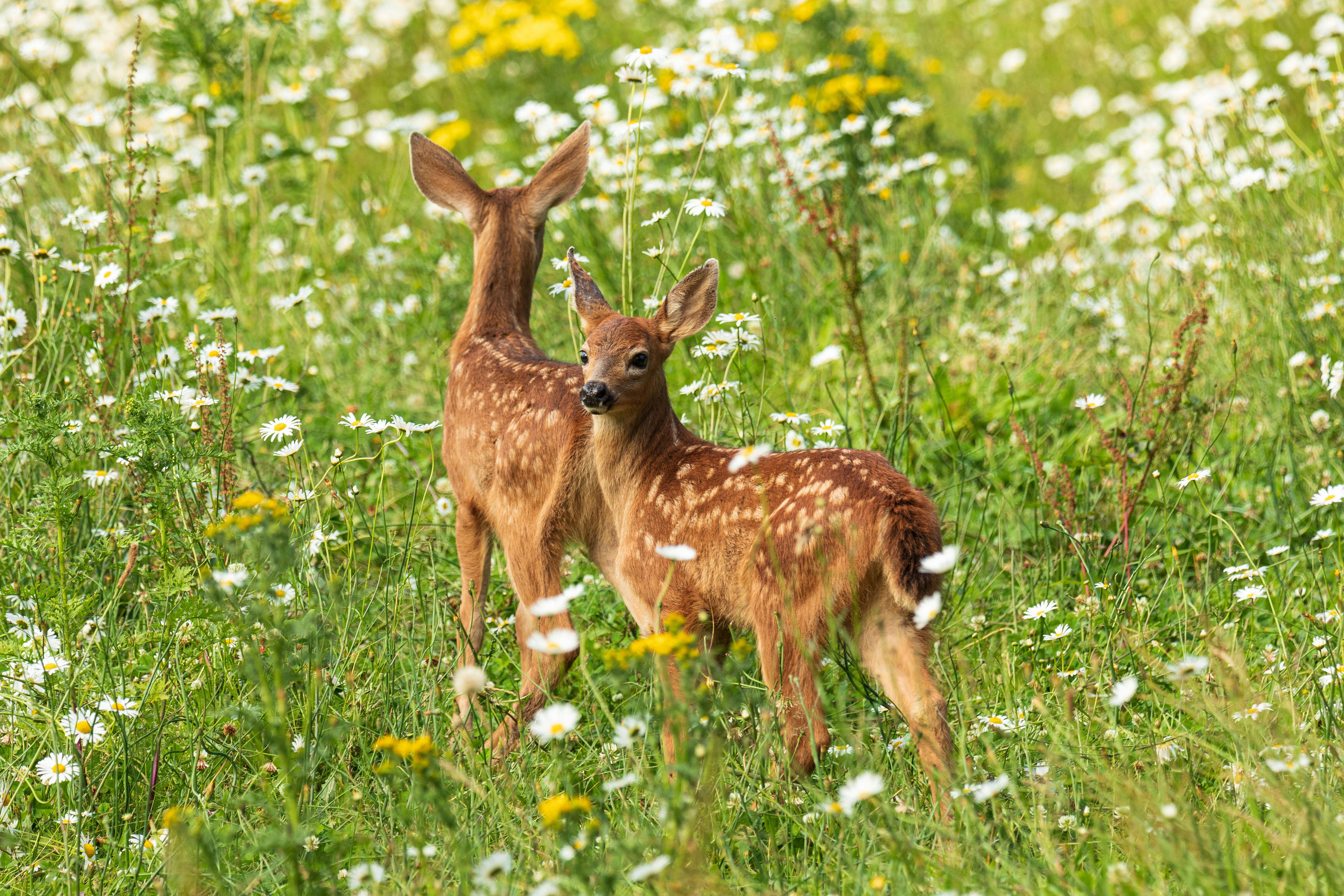 Relationship Clarity - Deer in field