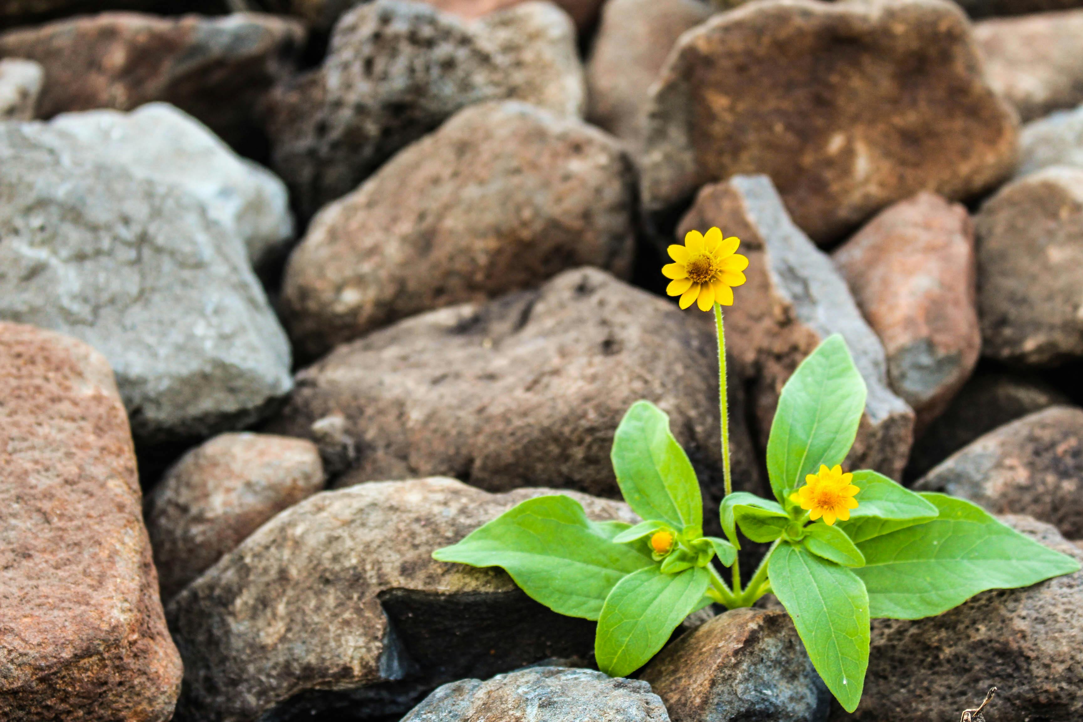 Breakthrough Package - Flower growing through rocks