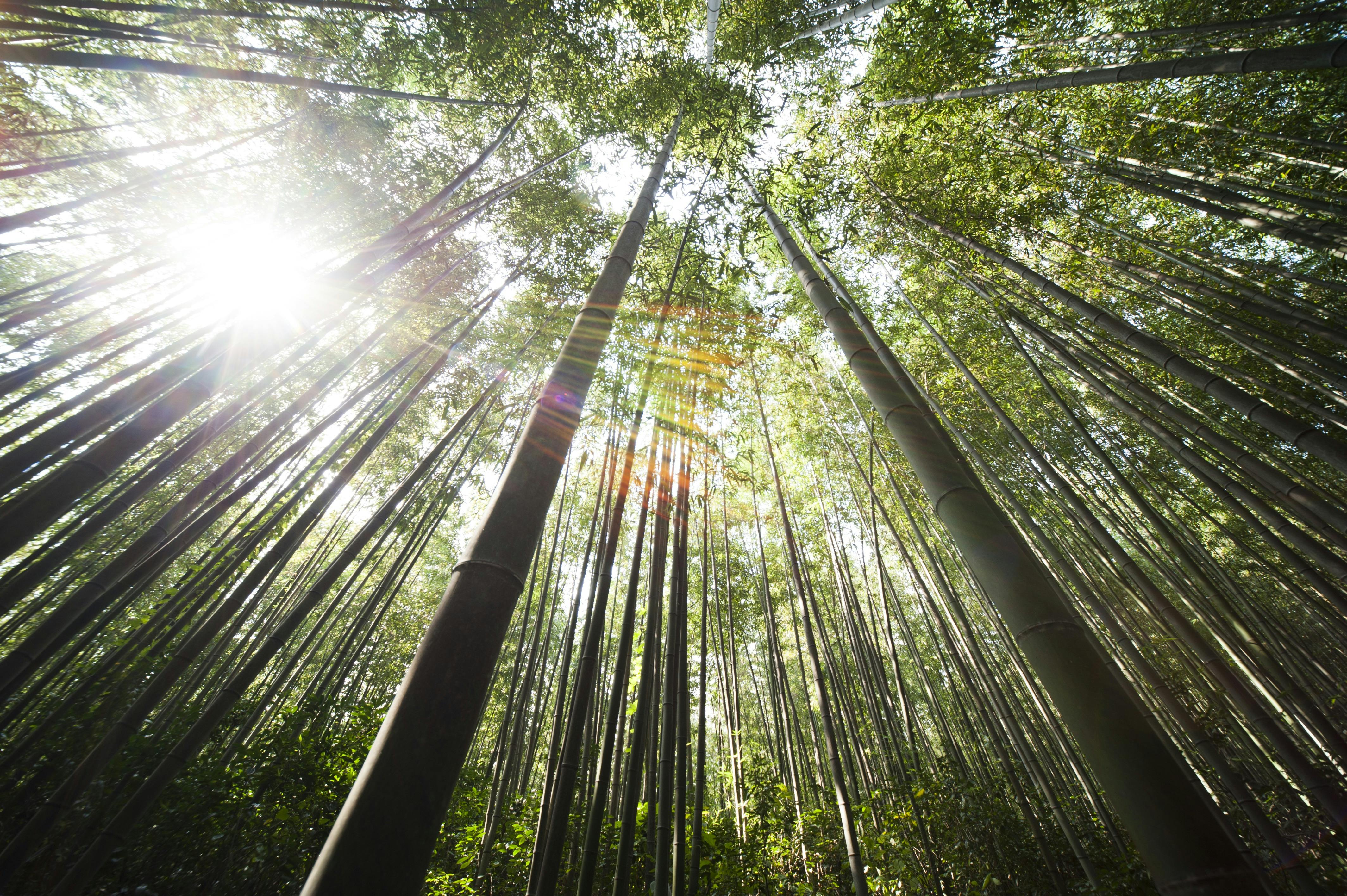 Clarity Session - Bamboo forest with sunlight